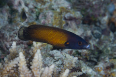 Labropsis australis