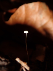 Mycena capillaris