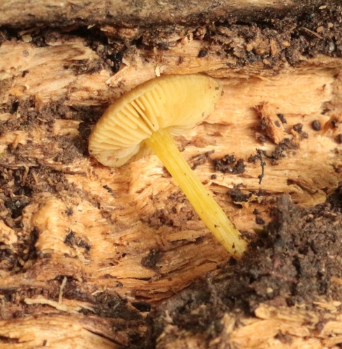 Pluteus pauperculus image
