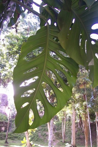 How to identify Monstera acuminata K.Koch