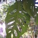 Monstera acuminata - Photo (c) mayessj, some rights reserved (CC BY-NC), uploaded by mayessj