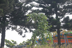 Pycnonotus sinensis formosae