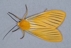 Pseudischnocampa nervosa