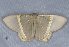 Phrygionis privignaria