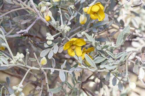 silver senna