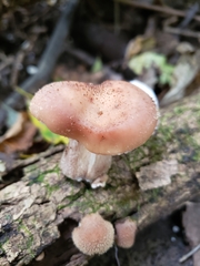 Lentinula