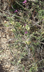 Aspalathus hispida albiflora