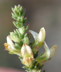 Aspalathus hispida albiflora