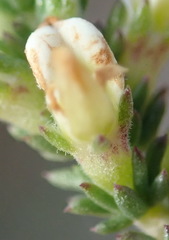 Aspalathus hispida albiflora