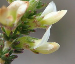 Aspalathus hispida albiflora