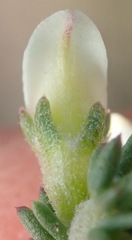 Aspalathus hispida albiflora