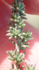 Aspalathus hispida albiflora