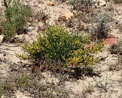 Aspalathus subtingens