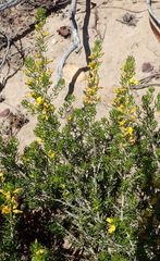 Aspalathus subtingens