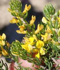 Aspalathus subtingens