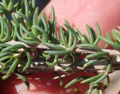 Aspalathus subtingens