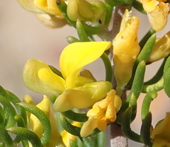 Aspalathus subtingens