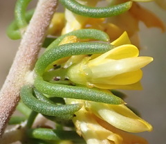 Aspalathus subtingens