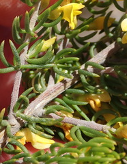 Aspalathus subtingens