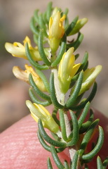 Aspalathus subtingens