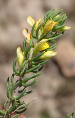 Aspalathus subtingens