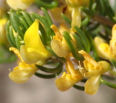 Aspalathus subtingens