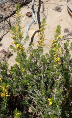 Aspalathus subtingens