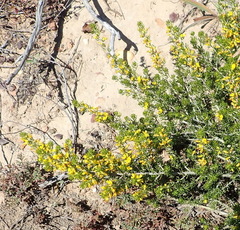 Aspalathus subtingens