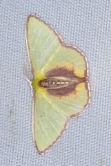 Synchlora astraeoides
