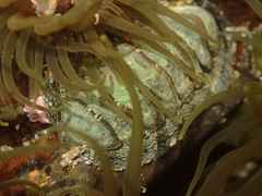Sypharochiton