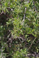 Azima tetracantha