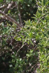 Azima tetracantha