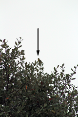 Spinus psaltria