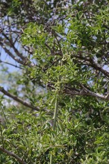 Azima tetracantha