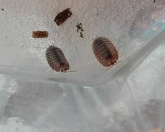 Leptotrichus naupliensis