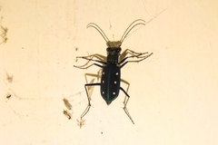 Cicindela flavomaculata