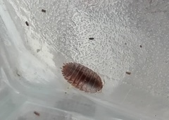 Leptotrichus naupliensis