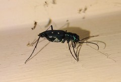 Cicindela flavomaculata