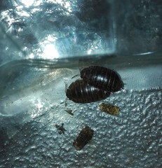 Leptotrichus naupliensis