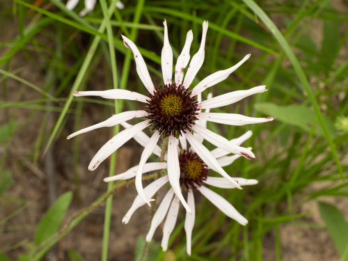 sanguine purple coneflower (Echinacea sanguinea)