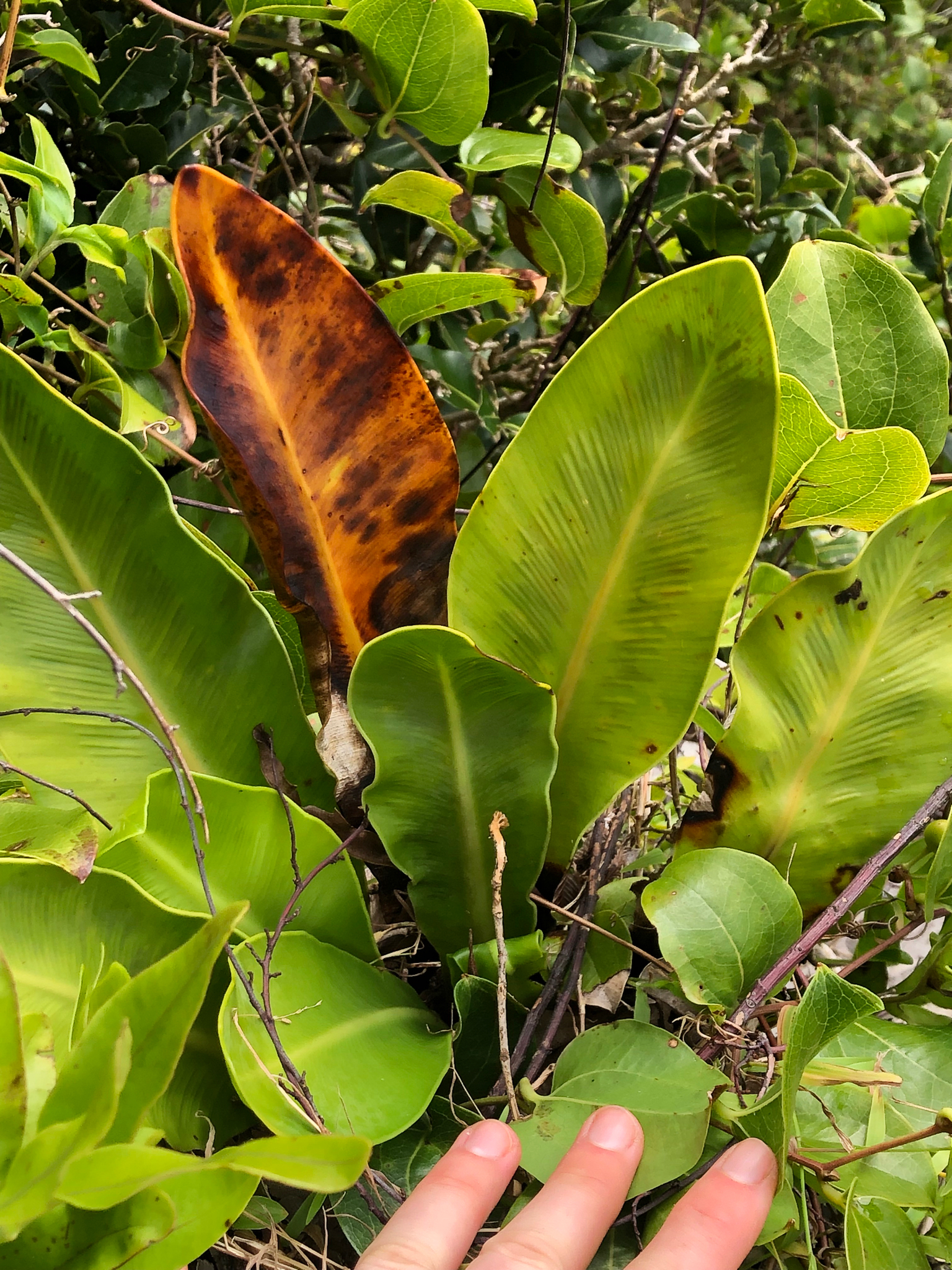 Asplenium goudeyi
