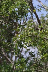Azima tetracantha