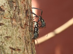 Neoclytus ypsilon