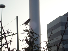 Passer domesticus