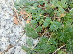Potentilla argentea