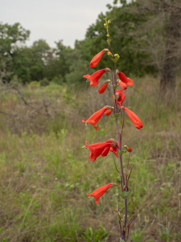 Scarlet Beardtongue (Penstemon murrayanus)