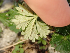 Potentilla argentea
