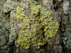 Xanthoria parietina
