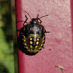 Nezara viridula
