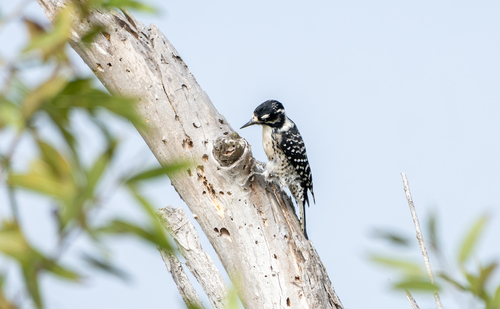 iNaturalist observation photo of Nuttall's Woodpecker